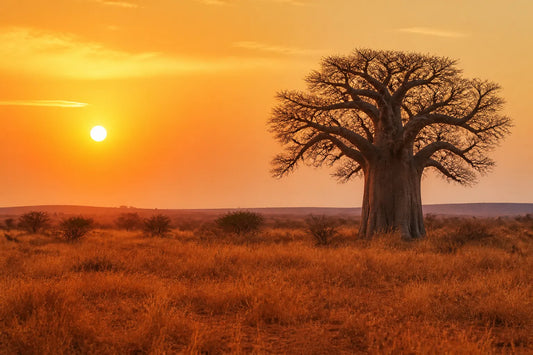 Savane sahélienne au coucher du soleil avec un baobab isolé et des herbes dorées