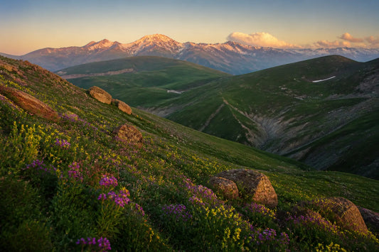 Pâturages de montagne fleuris et sommets enneigés au loin, lumière dorée
