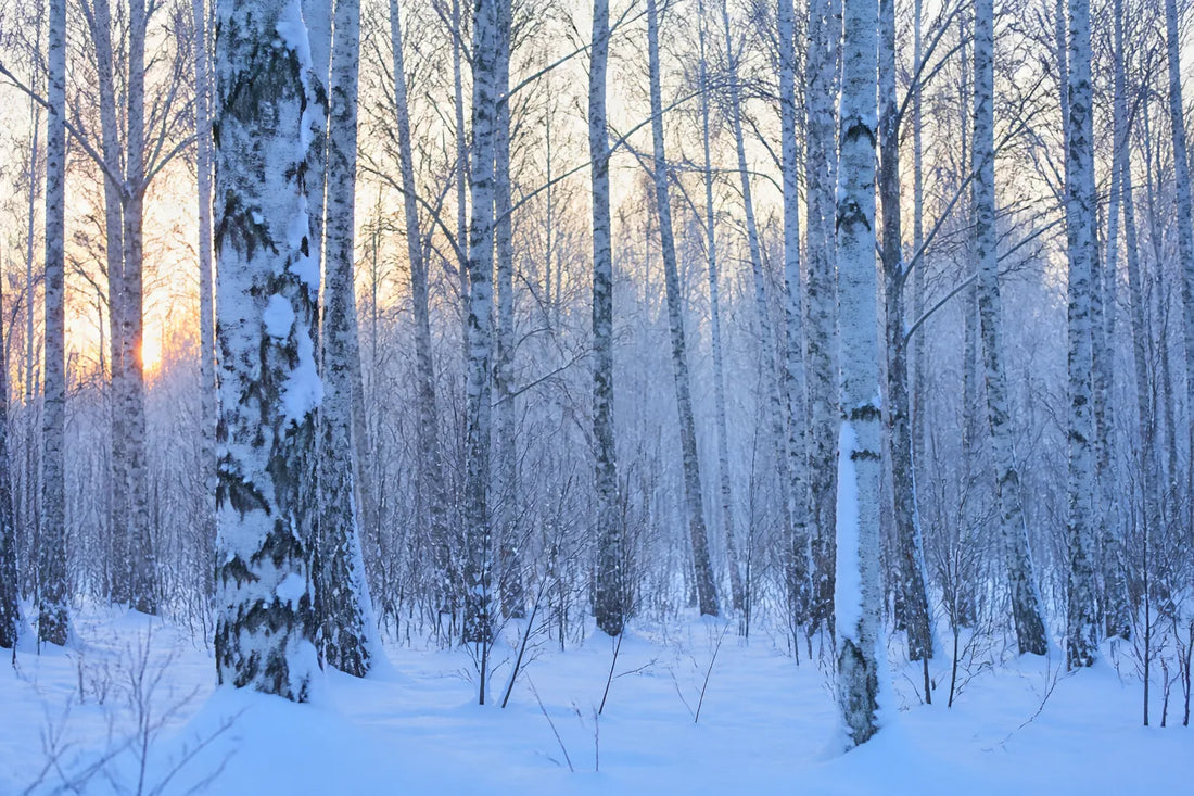 Forêt de bouleaux enneigée à l'aube, lumière d'hiver bleutée